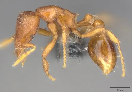 Strumigenys maxillaris - CASENT0783821