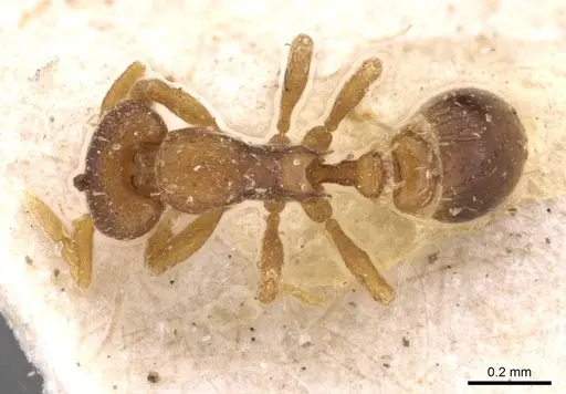 Strumigenys maxillaris - CASENT0909343