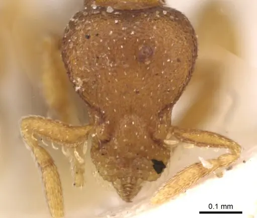 Strumigenys maxillaris - CASENT0909343