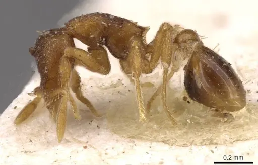 Strumigenys maxillaris - CASENT0909343