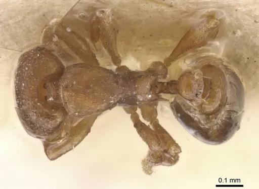 Strumigenys maxillaris - CASENT0912848