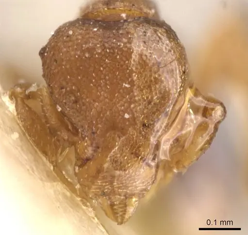 Strumigenys maxillaris - CASENT0912848