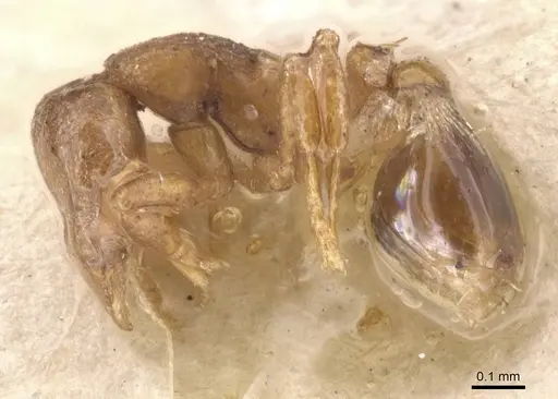 Strumigenys maxillaris - CASENT0912848