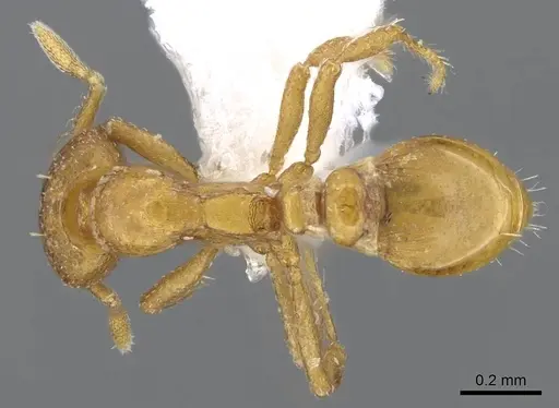 Strumigenys maxillaris - CASENT0914717