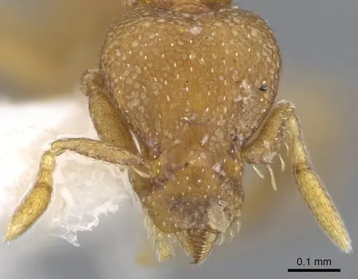 Strumigenys maxillaris - CASENT0914717