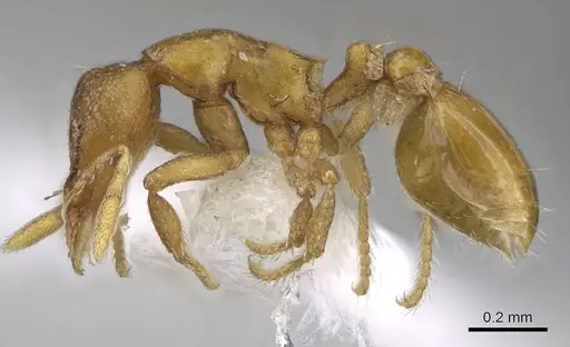 Strumigenys maxillaris - CASENT0914717