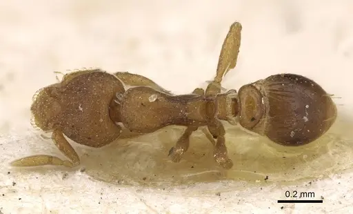 Strumigenys maxillaris - CASENT0922238