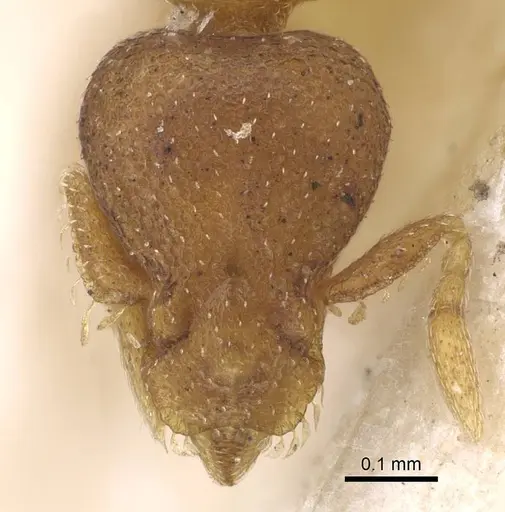 Strumigenys maxillaris - CASENT0922238