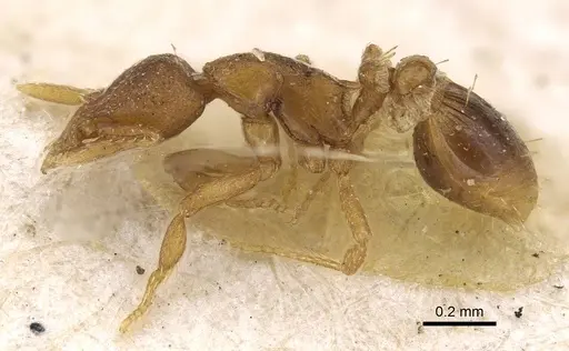 Strumigenys maxillaris - CASENT0922238