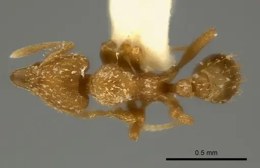 Strumigenys maynei specimen