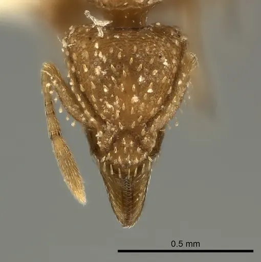 Strumigenys maynei specimen