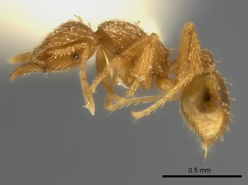 Strumigenys maynei specimen