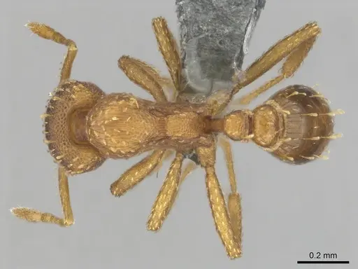 Strumigenys maynei - CASENT0815806