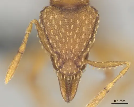 Strumigenys maynei - CASENT0815806