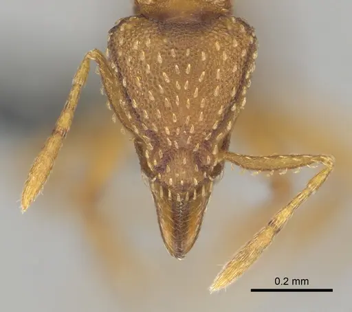 Strumigenys maynei - CASENT0815806