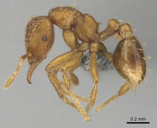 Strumigenys maynei - CASENT0815806