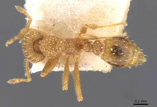 Strumigenys maynei - CASENT0909335