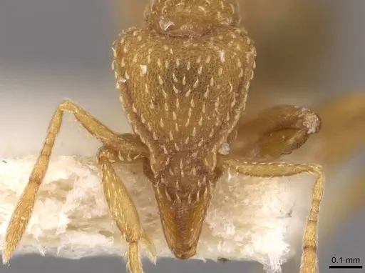 Strumigenys maynei - CASENT0909335