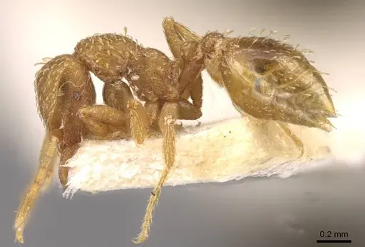 Strumigenys maynei - CASENT0909335