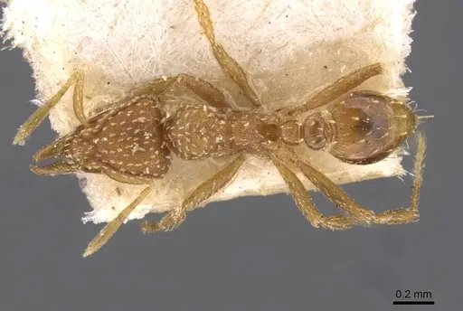 Strumigenys maynei - CASENT0909336