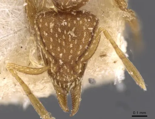 Strumigenys maynei - CASENT0909336