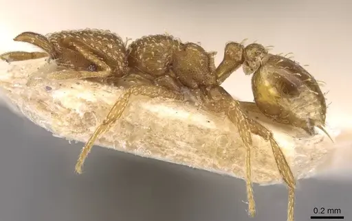 Strumigenys maynei - CASENT0909336