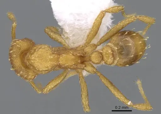 Strumigenys maynei - CASENT0914719