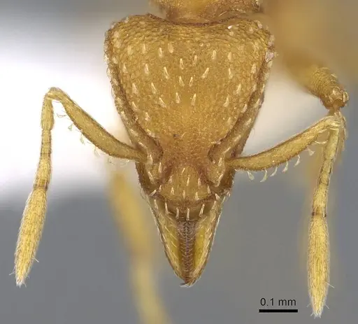 Strumigenys maynei - CASENT0914719