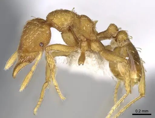 Strumigenys maynei - CASENT0914719