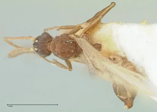 Strumigenys maynei - FOCOL2165