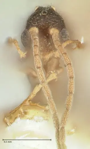 Strumigenys maynei - FOCOL2165