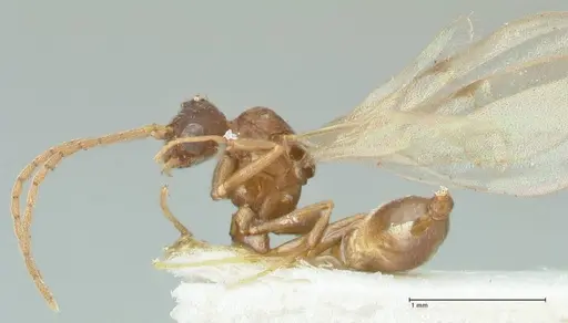 Strumigenys maynei - FOCOL2165