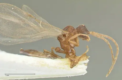 Strumigenys maynei - FOCOL2165