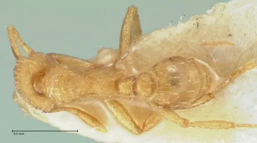 Strumigenys maynei - FOCOL2166