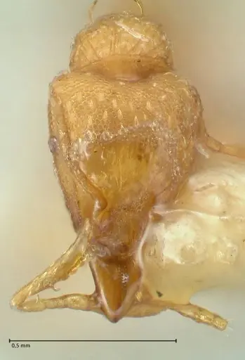 Strumigenys maynei - FOCOL2166