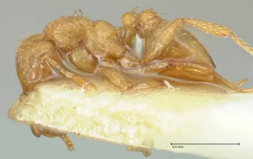 Strumigenys maynei - FOCOL2166