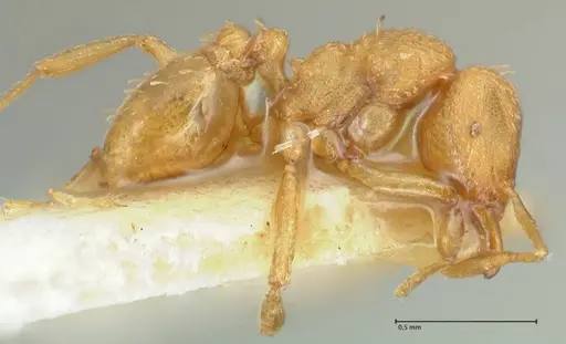 Strumigenys maynei - FOCOL2166