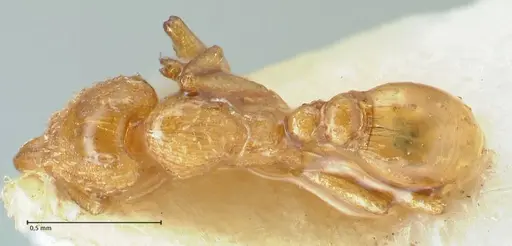 Strumigenys maynei - FOCOL2167