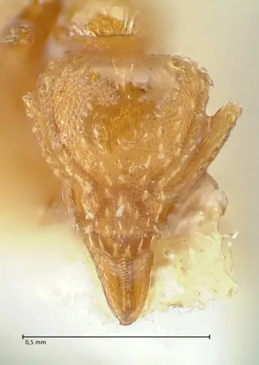 Strumigenys maynei - FOCOL2167