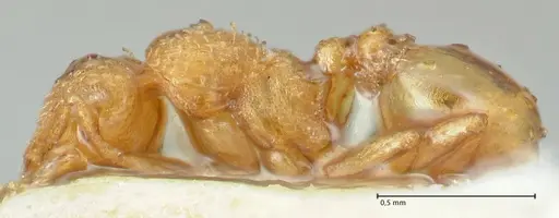 Strumigenys maynei - FOCOL2167