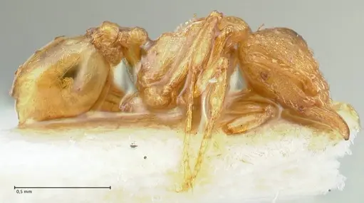 Strumigenys maynei - FOCOL2167