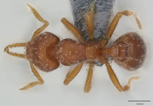 Strumigenys mayri specimen