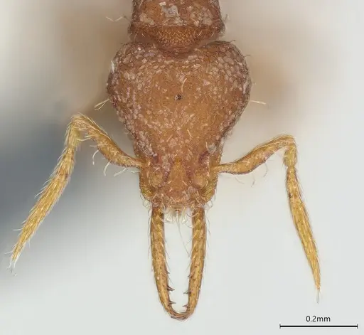 Strumigenys mayri specimen