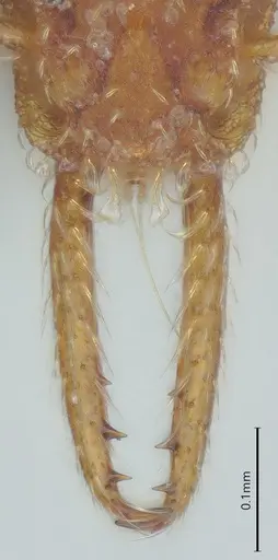 Strumigenys mayri specimen