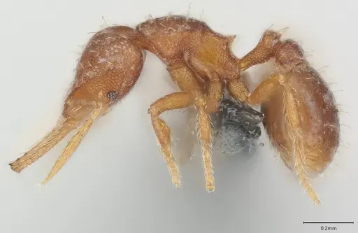 Strumigenys mayri - CASENT0374684