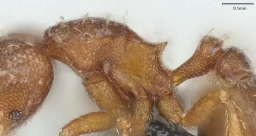 Strumigenys mayri - CASENT0374684