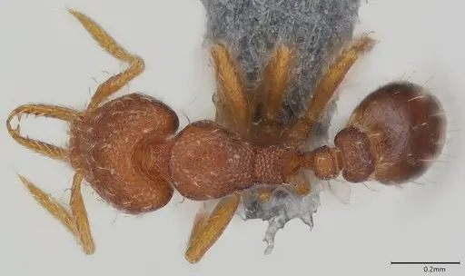 Strumigenys mayri - CASENT0374950