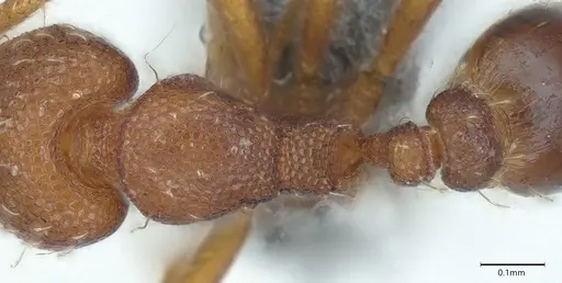 Strumigenys mayri - CASENT0374950