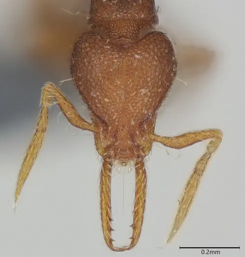 Strumigenys mayri - CASENT0374950