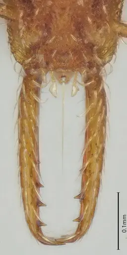 Strumigenys mayri - CASENT0374950